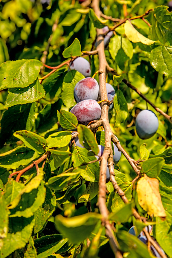 plums, ripe fruits on a tree