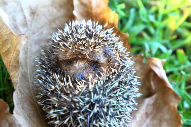 istock Hedgehog in Autumn 1048167826
