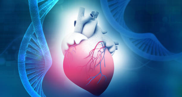 istock Human heart anatomy with dna abstract background 1048170858
