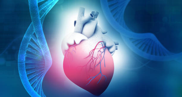 Human heart anatomy with dna abstract background Human heart anatomy with dna abstract background. 3d illustration aorta photos stock pictures, royalty-free photos & images