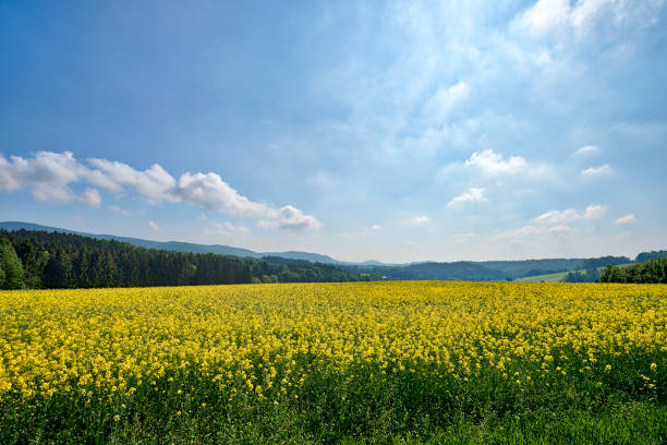 istock HDR summer landscape with rape field and mountains 1048172644
