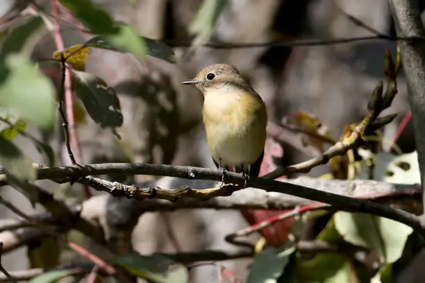 A female red-breasted flycatcher (Ficedula parva) sits on a branch in the back of a bush in the autumn light