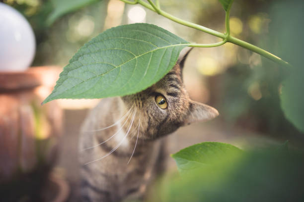 gato que huele la hoja - nature selective focus green vertical fotografías e imágenes de stock