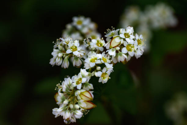 istock The waterdrops that bloom in buckwheat flowers... 1048178454