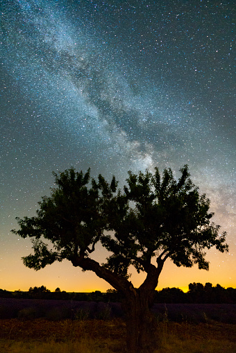 The Milky Way in the night sky with silhouette of olive tree in the foreground, Provence, France