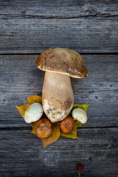 istock Fresh forest mushrooms - boletus and aspen mushrooms 1048183032