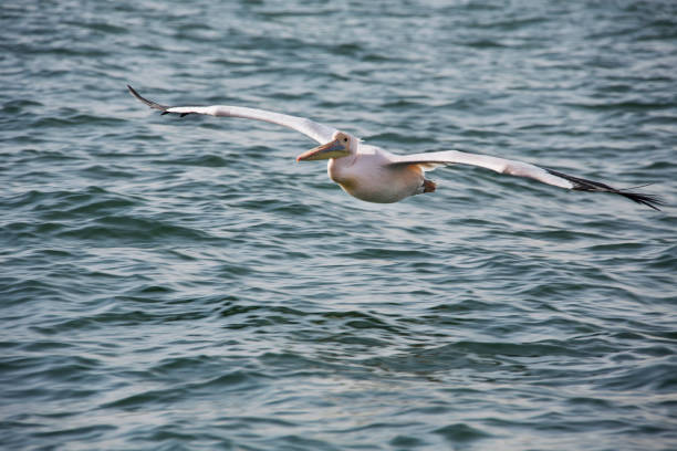A pelican flying over the Atlantic Ocean