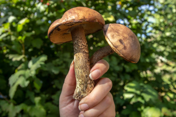 istock Fresh forest mushrooms -  aspen mushrooms 1048184650
