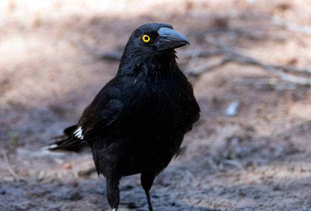 istock Fauna Of Queensland Brigalow Forests 1048190846