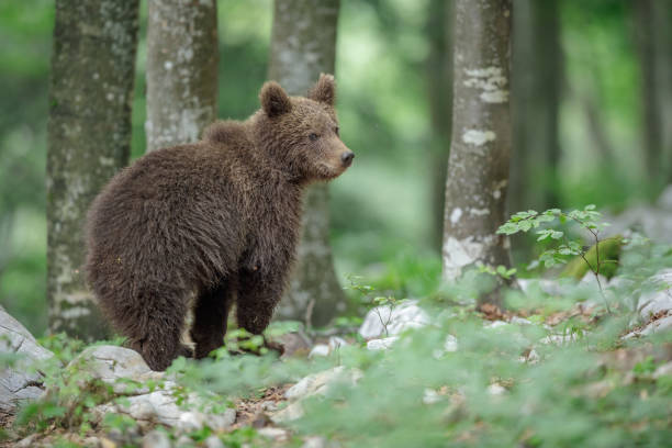 Młody słoweński niedźwiedź brunatny – zdjęcie
