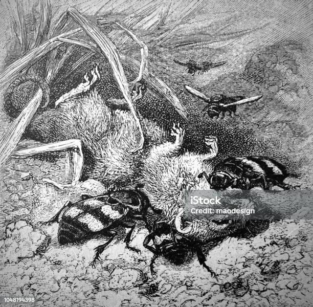 Burying Beetle By The Work 1888 Stock Illustration - Download Image Now