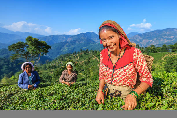 istock Indian pickers plucking tea leaves in Darjeeling, India 1048194420