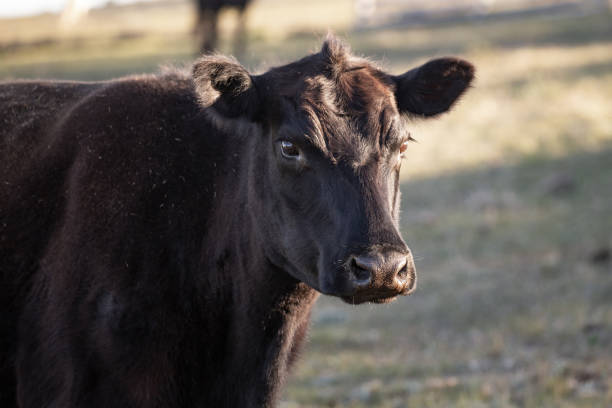 Close up of a black angus cow with grass in background stock photo