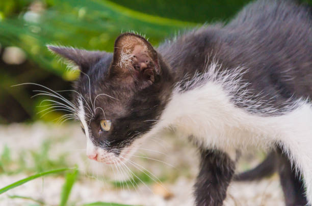 istock Beautiful kittens playing together and each with himself 1048195322