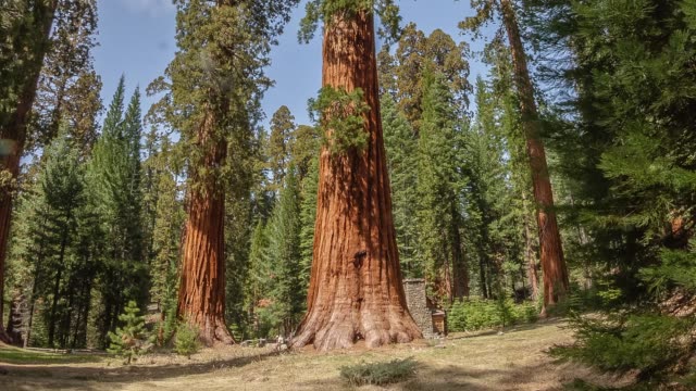 Giant Sequoia Tree Hyperlapse Timelapse Yosemite National Park California