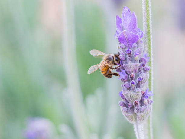 istock Honey bee on French Lavender (Lavandula stoechas) 1048201782