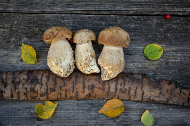 istock Fresh forest mushrooms - boletus and aspen mushrooms 1048201832