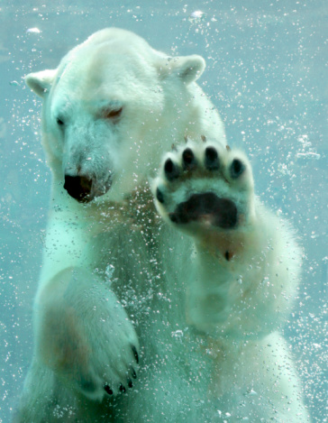 Polar bear swimming underwater