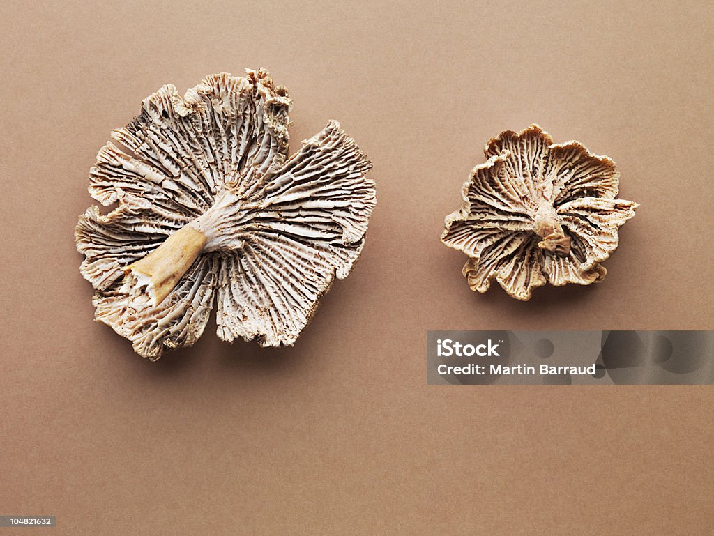 Plano aproximado de Cogumelo chanterelle de cogumelos - Royalty-free Fundo Colorido Foto de stock