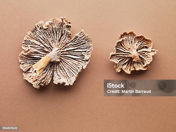 Plano Aproximado De Cogumelo Chanterelle De Cogumelos - Fotografias de stock e mais imagens de Fundo Colorido