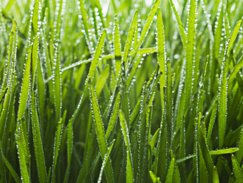 Dew early in the morning on the meadow