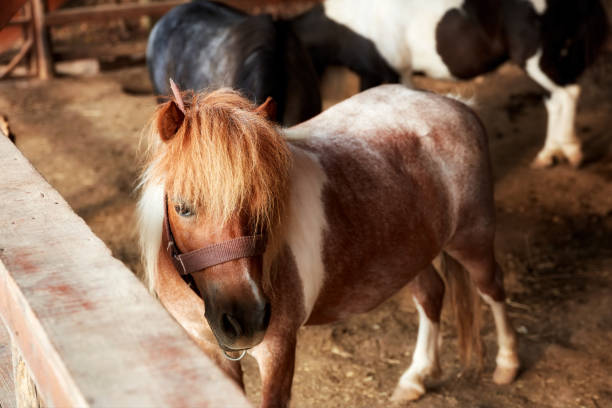 istock Beautiful and cute pony in the barn 1048216728