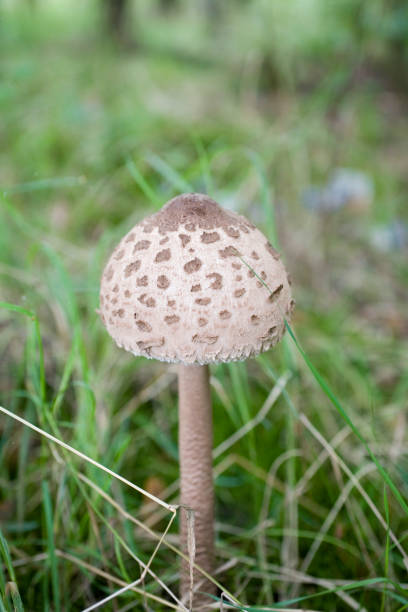 istock kite edible mushroom 1048217676