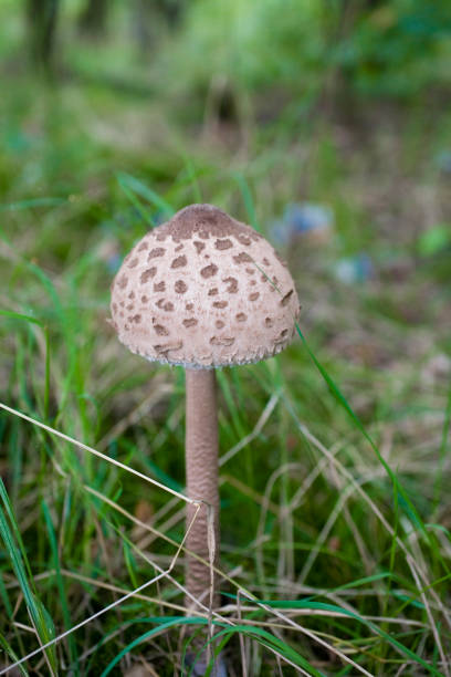 istock kite edible mushroom 1048217694