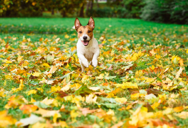 istock Joy and fun with dog at fall (autumn) park at warm day 1048217780