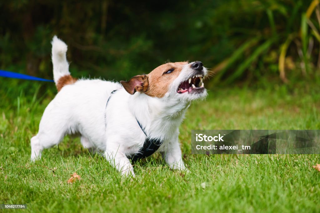 Chien aboyant agressivement et défendre son territoire en colère - Photo de Chien libre de droits