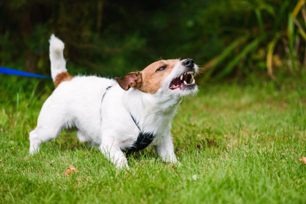 Angry dog aggressively barking and defending his  territory Jack Russell Terrier tethered on leash barking fiercely snarling photos stock pictures, royalty-free photos & images