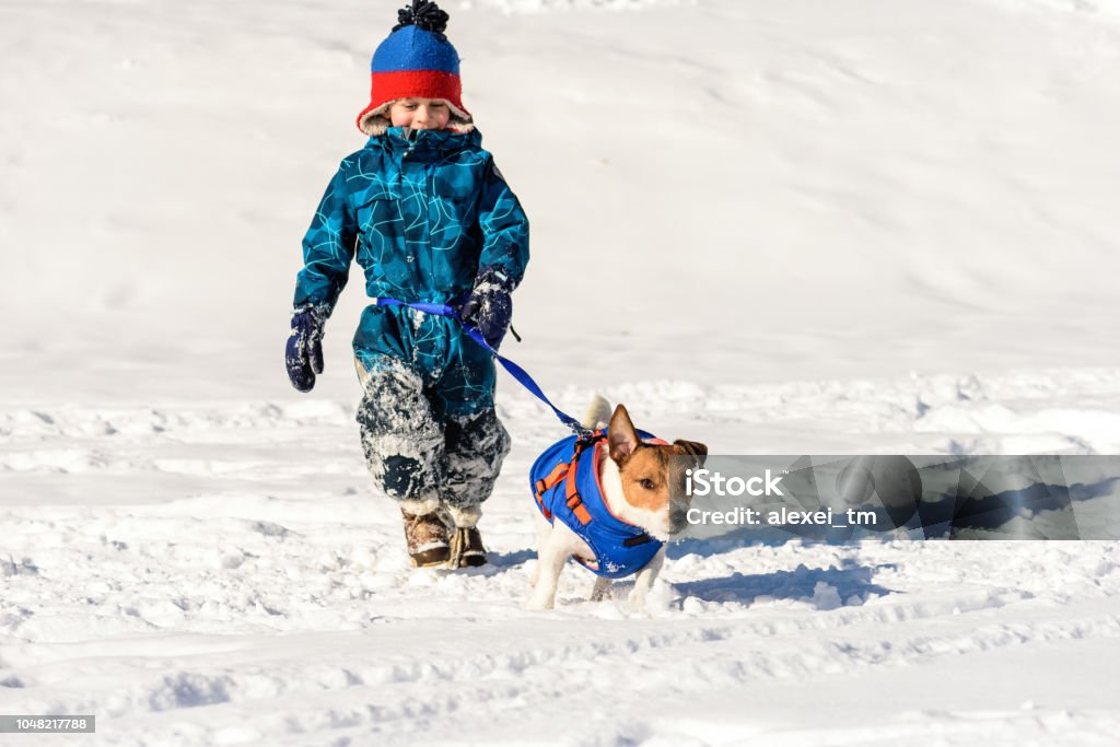 Dog on running waist leash playing with child on snow Jack Russell Terrier dog dragging a kid boy behind Hands-free Device Stock Photo