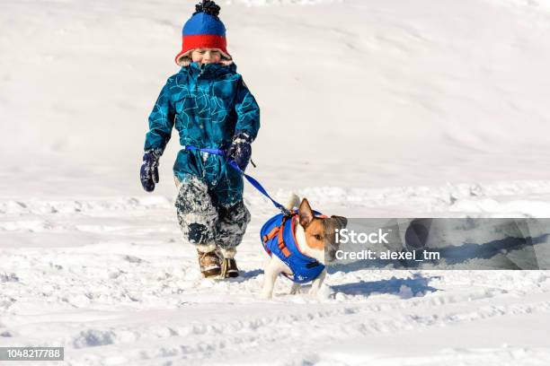 Dog On Running Waist Leash Playing With Child On Snow Stock Photo - Download Image Now