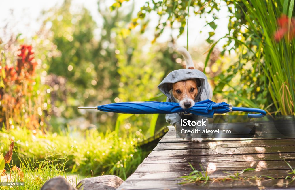 Dog wearing waterproof coat fetching umbrella under sunshower  rain Jack Russell Terrier walking under rain through sunshine Rain Stock Photo