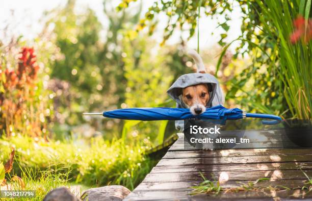 Dog Wearing Waterproof Coat Fetching Umbrella Under Sunshower Rain Stock Photo - Download Image Now