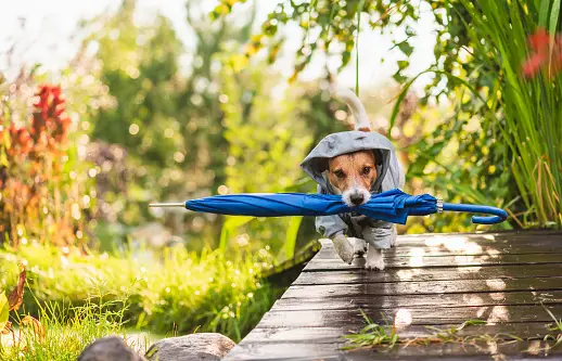 Dog Rain Pictures | Download Free Images on Unsplash Dog Rain Pictures | Download Free Images On Unsplash