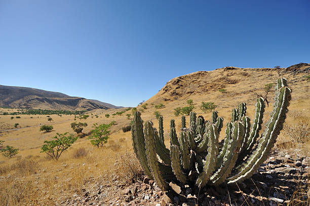 Cacti, Namibia stock photo