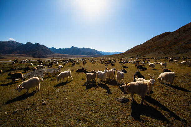 istock Goats graze in Altai mountains, Russia. 1048217920