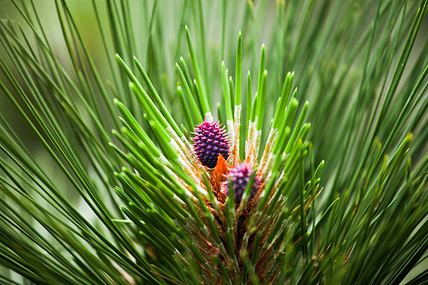 A close up of a purple spiky baby cone of a ponderosa pine tree.