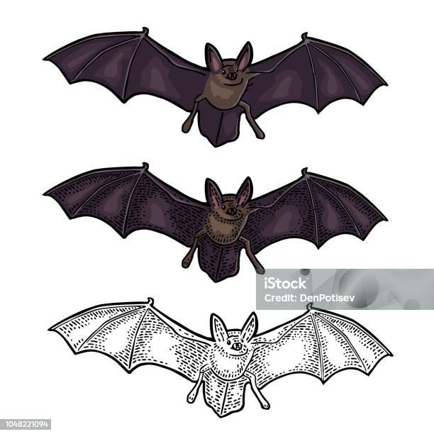 Bat Flying With Scary Face Vector Black Vintage Engraving Stock Illustration - Download Image Now