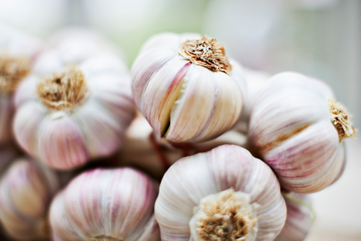 Group of raw organic garlic bulbs in a bowl on sackcloth. Allium sativum. Useful as a background for cooking blogs. Healthy cooking ingredient from organic agriculture. Horizontal view.