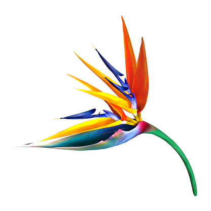 Flor de trelitzia o ave del paraíso de Ilustración 3D sobre blanco photo