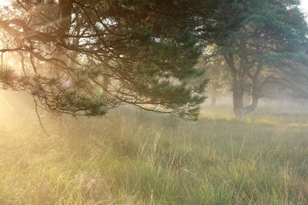 istock beautiful gold sunlight at misty sunrise in pine forest 1048221984