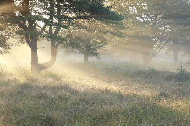 istock sunbeams between pine trees in foggy morning 1048222026