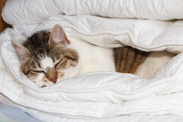 istock Tabby cat sleeping in a duvet 1048222050