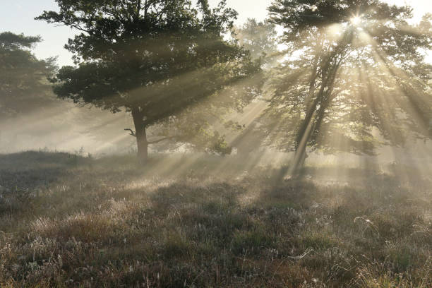 istock dramatic sunbeams through beech tree on foggy morning 1048222120