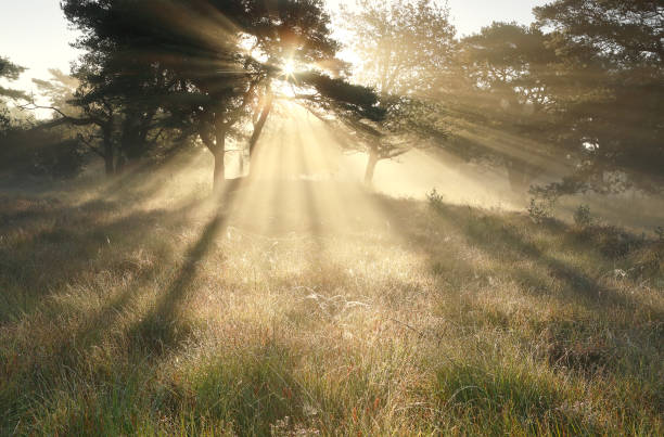 istock morning sunbeams through trees in dense mist 1048222972