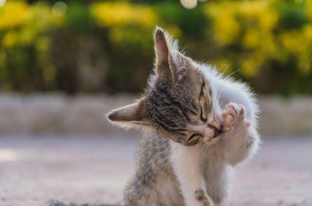 istock Beautiful kittens playing together and each with himself 1048227586