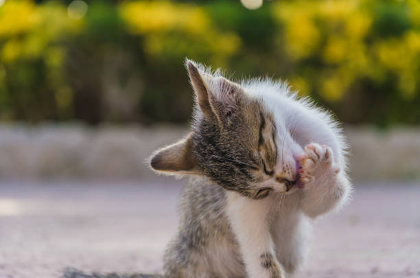 istock Beautiful kittens playing together and each with himself 1048227614