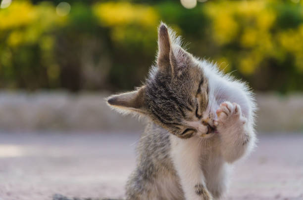 istock Beautiful kittens playing together and each with himself 1048227674